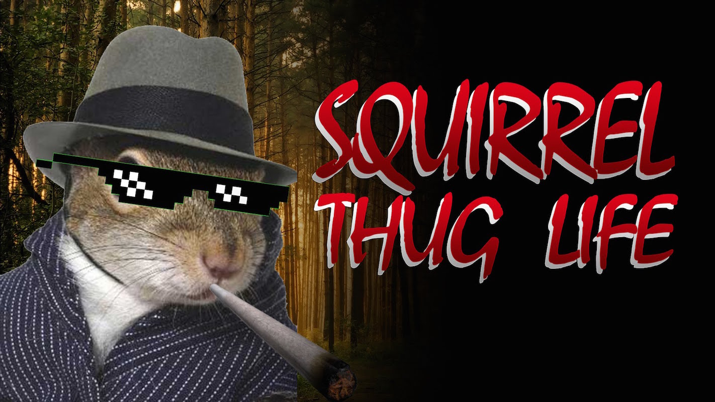 Squirrel Thug Takes Revenge On Stoners! - Thug Life Videos