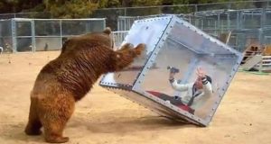 Bear Attacks Cube