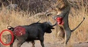 Buffalo vs lion