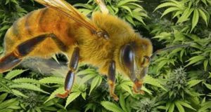 Cannabis Bees
