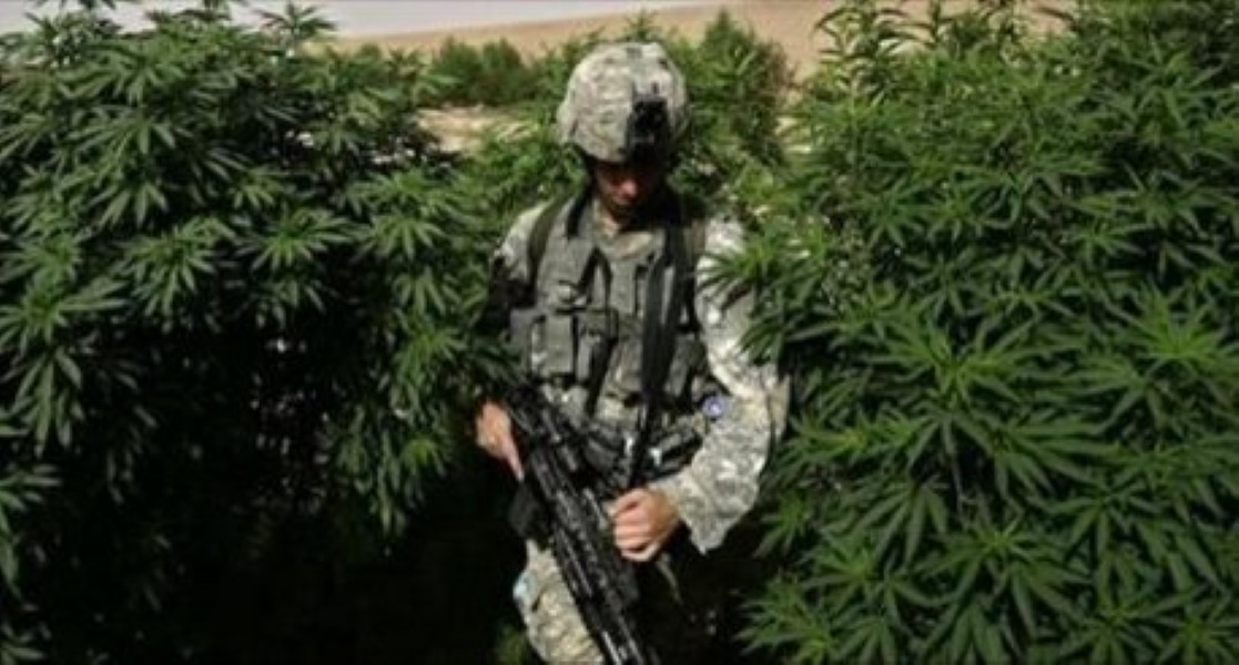 Soldier in Afghan cannabis field