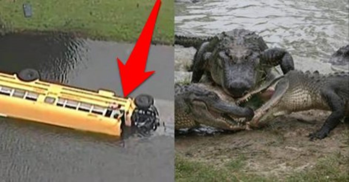 kid-saves-bus-from-alligators-1