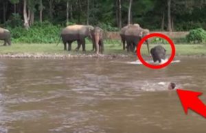 elephant-saves-human