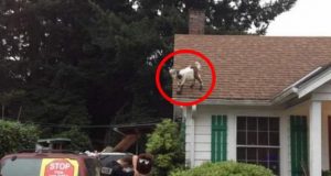 goat-on-roof