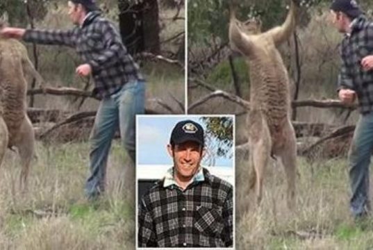 man-punches-kangaroo