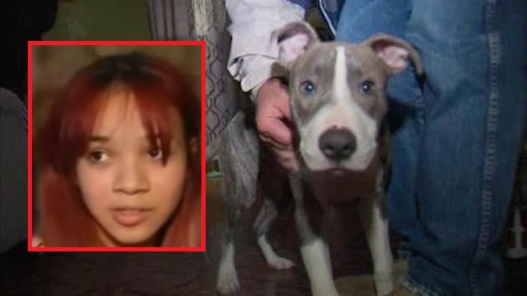 Pit bull puppy saves girl