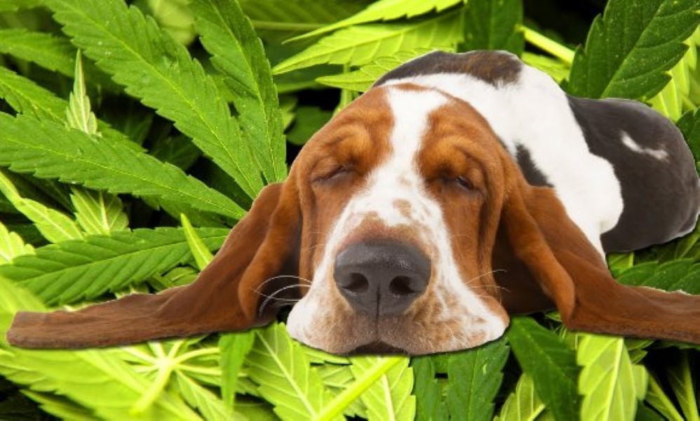 Lacing Your Dog's Treats With Weed...? It's Big Business