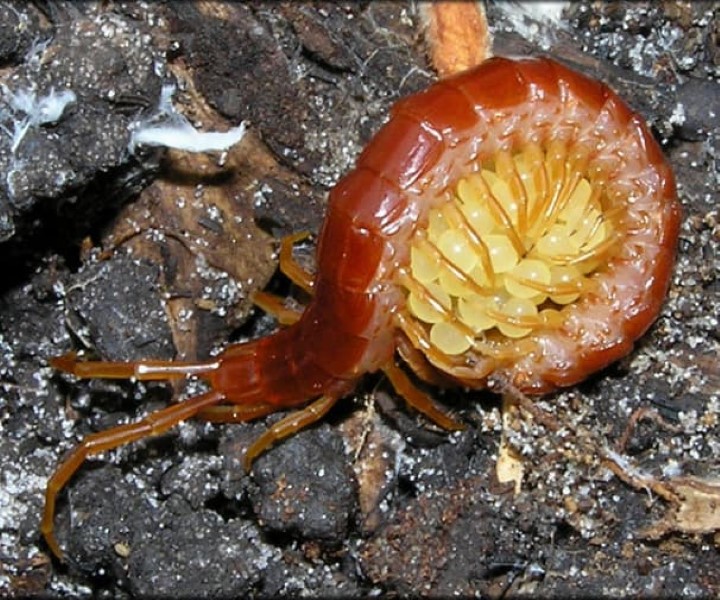 Centipedes 