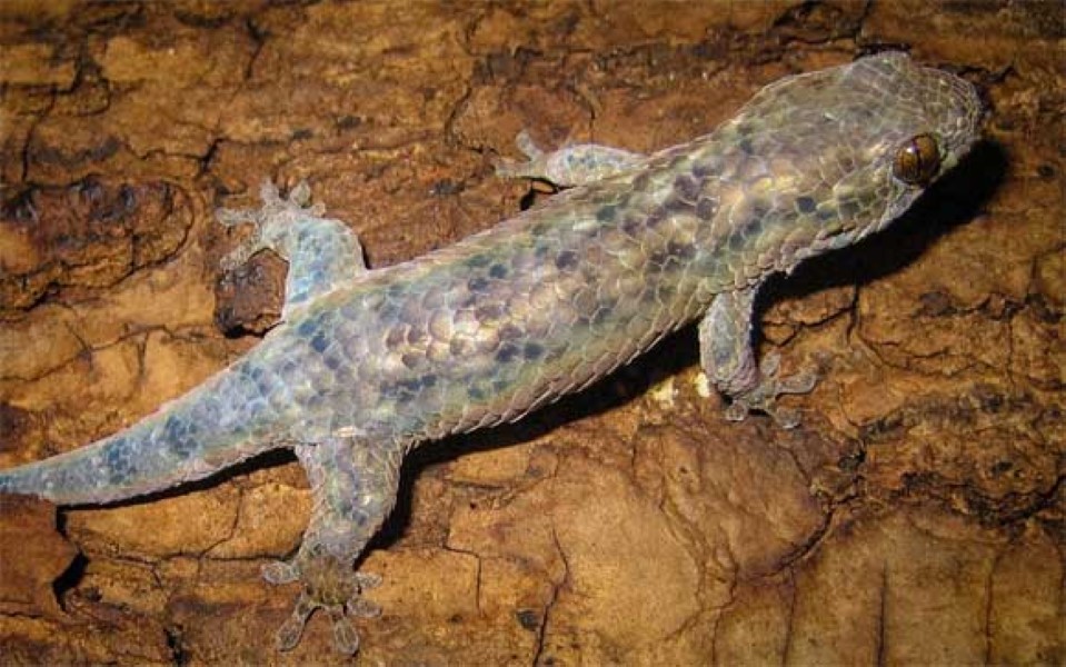 geckolepis megalepis