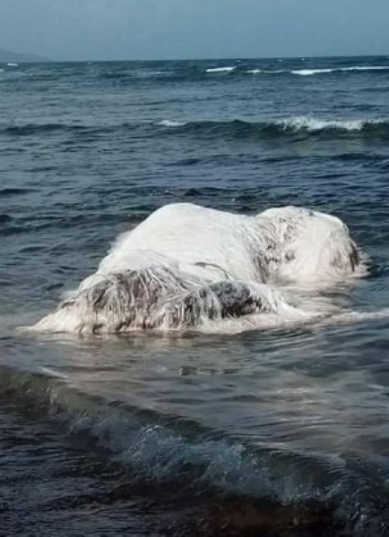hairy-blob-sea-monsters-philippines-beach (1)