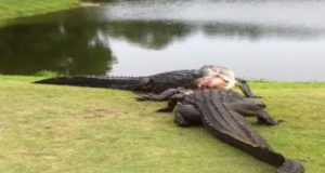 Alligator Fight
