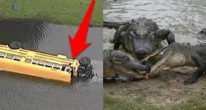 kid-saves-bus-from-alligators-1