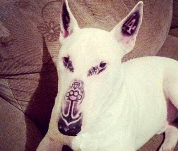 dog-with-tattoos
