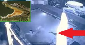 crocodile-attacks-in-pool