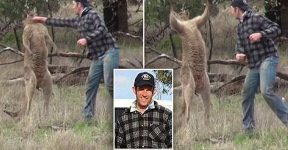 man-punches-kangaroo