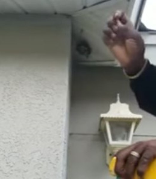 Man Smashes Wasps Nest 