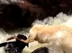 Dog Saves Dog On Rapids