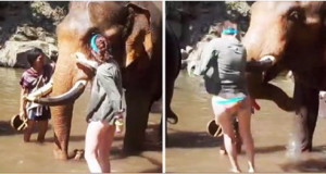 elephant gores woman