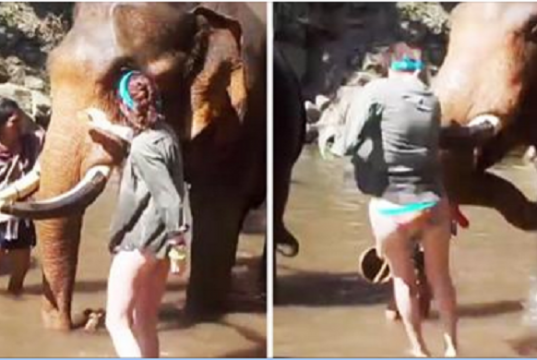 elephant gores woman